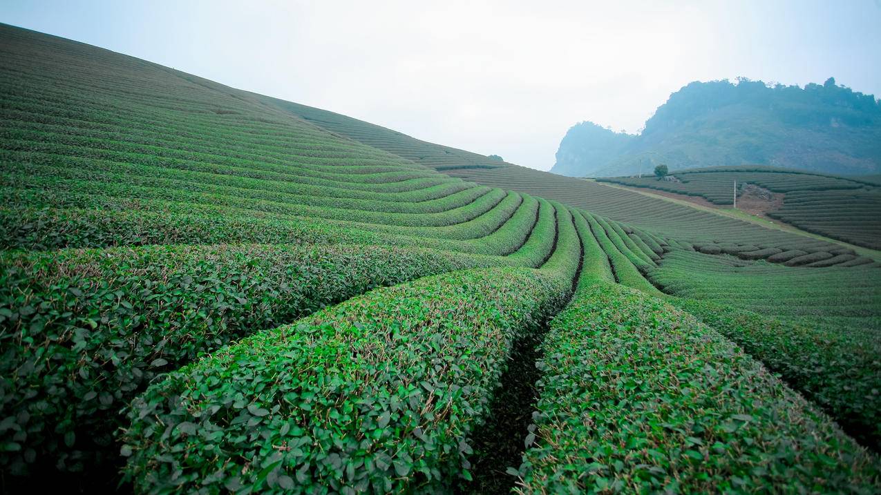 网红商城